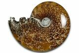 Polished Ammonite (Cleoniceras) Fossil - Madagascar #358449-1